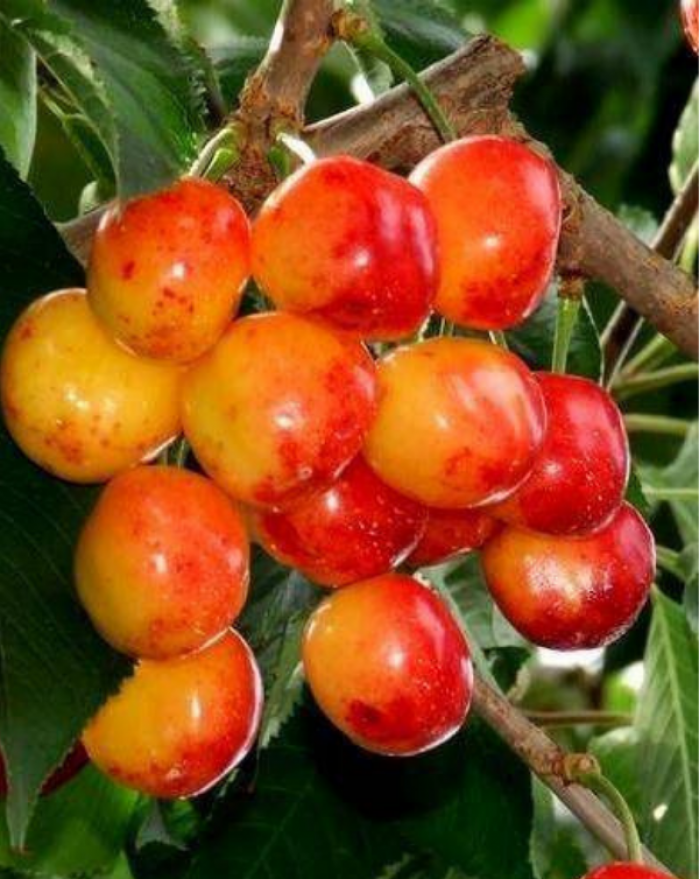 NAUJIENA Vyšnios trešnės hibridas HORTENZIJA